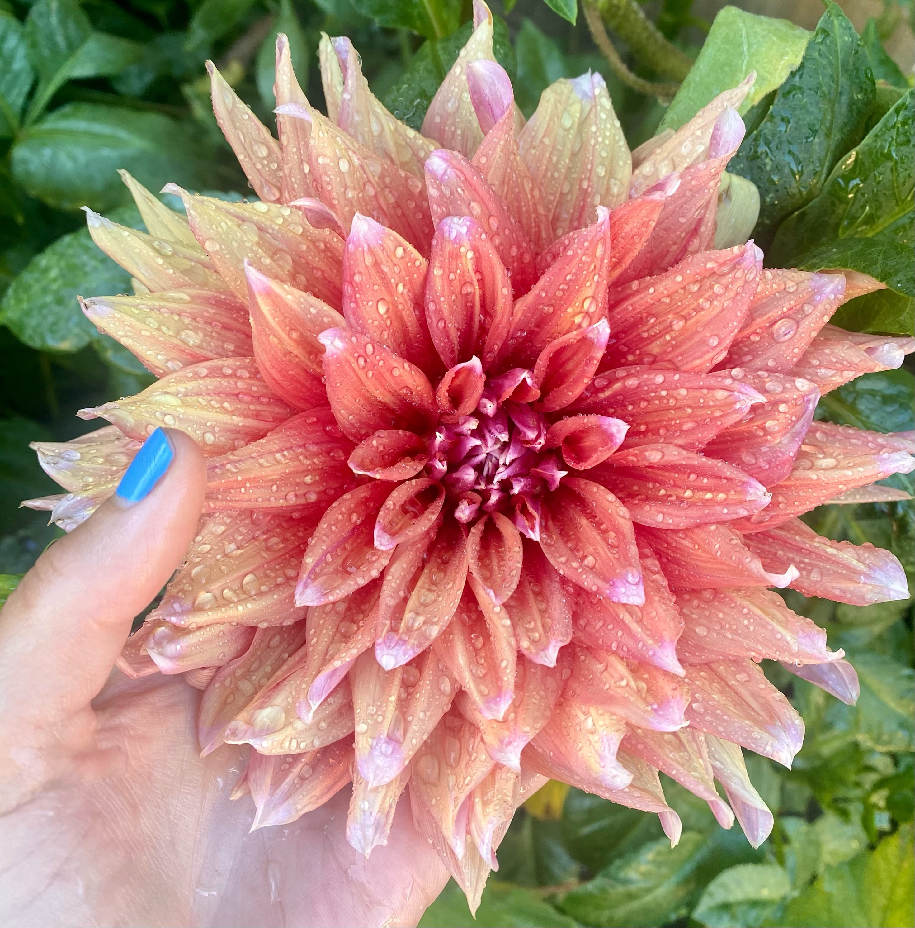 A vibrant dahlia bloom